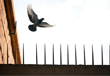 société de dépigeonnage à casablanca et partout au Maroc