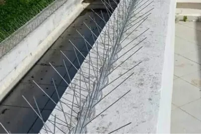 dépigeonnage à casablanca, rabat et partout au Maroc
